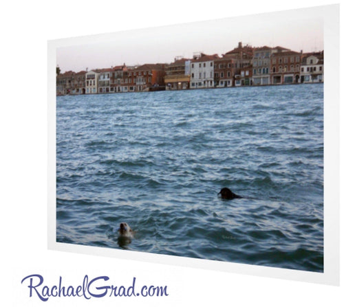 2 Dogs Swimming in the Giudecca Canal in Venice, Italy Art Print by Artist Rachael Grad