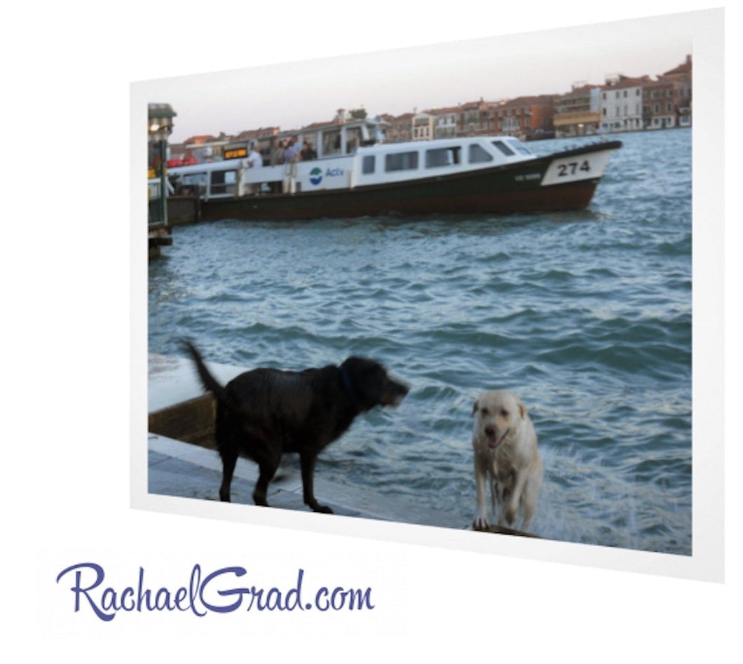 2 dogs swimming in Giudecca Canal Venice by Artist Rachael Grad