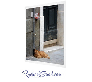 Cat Resting in Venice Italy art print by Toronto Artist Rachael Grad